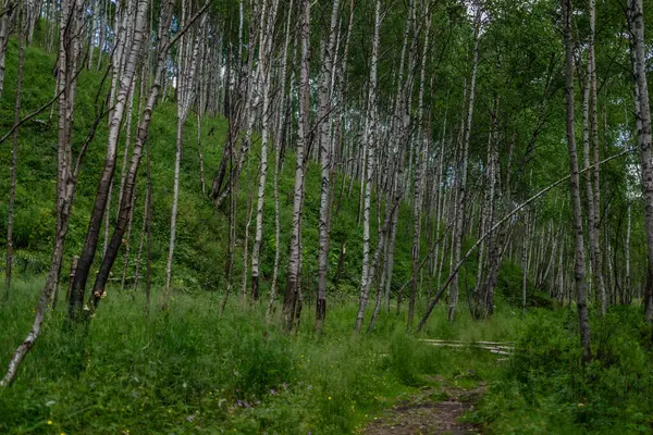 Floresta Vidoeiro Muitos Troncos Árvore Brancos Com Listras Pretas Padrões — Fotografia de Stock