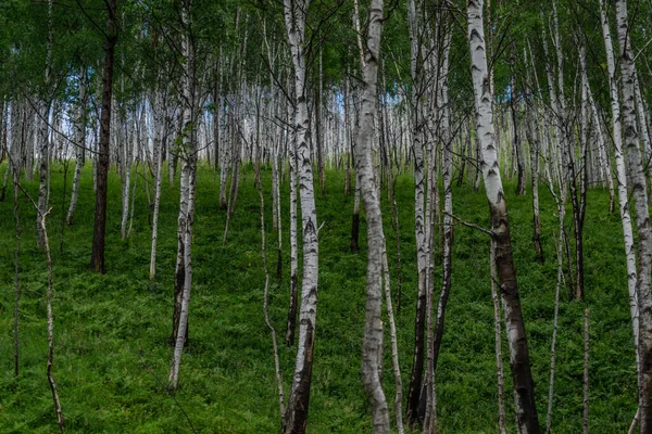 Birkenwald Viele Weiße Baumstämme Mit Schwarzen Streifen Und Mustern Und — Stockfoto