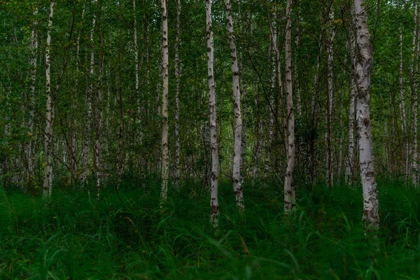 Floresta Bétula Muitos Troncos Árvores Brancas Com Listras Padrões Pretos — Fotografia de Stock