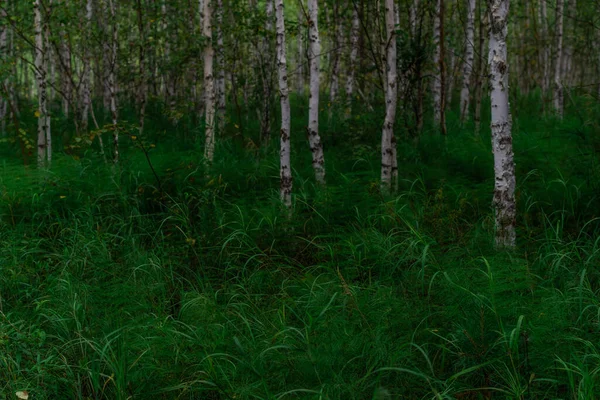 Floresta Bétula Muitos Troncos Árvores Brancas Com Listras Pretas Padrões — Fotografia de Stock