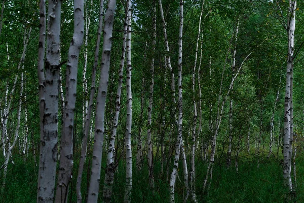 Siyah Çizgili Desenli Yeşil Yapraklı Huş Ağacının Gövdesi Çimlerin Üzerinde — Stok fotoğraf