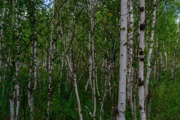 Moitas Bétula Troncos Árvores Brancas Com Listras Pretas Padrões Folhagem — Fotografia de Stock