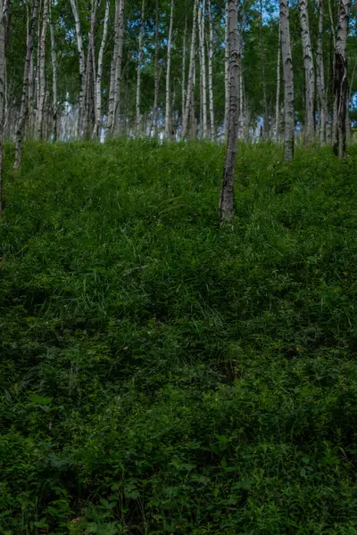자작나무 줄무늬와 무늬가 나무줄기가 잔디에 배경에 — 스톡 사진