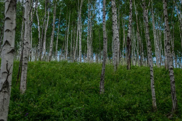 Birkendickicht Viele Weiße Baumstämme Mit Schwarzen Streifen Und Mustern Und — Stockfoto