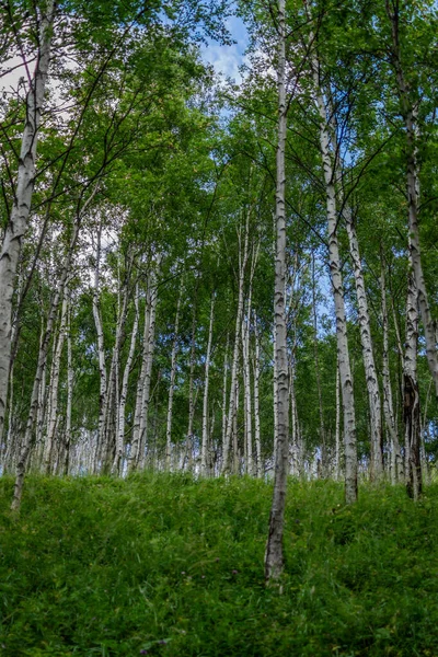 Huş Ağacı Çalılığı Siyah Çizgili Desenli Birçok Beyaz Ağaç Gövdesi — Stok fotoğraf