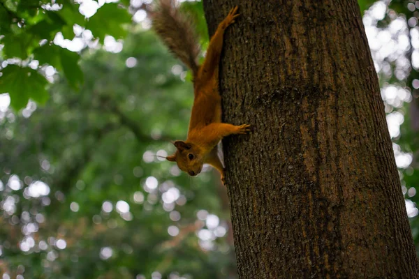 緑の森公園の木の幹にふわふわの尾を持つふわふわの美しい赤オレンジ色のリス — ストック写真