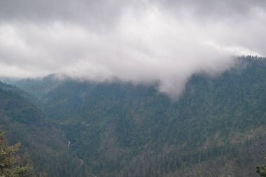 Dağ yosunlarıyla, çalılarla ve Baykal yeşil dağlarındaki ağaçlarla kaplanmış dağ yosunlarıyla kaplı.