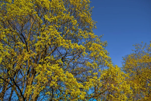 Gracieux Arbres Printemps Minces Avec Feuillage Jaune Doré Lumière Soleil — Photo