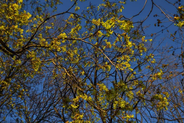 Anmutige Dünne Frühlingsbäume Mit Gelb Goldenen Blättern Sonnenlicht Auf Blauem — Stockfoto