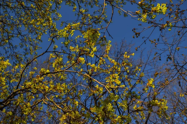 Gracieux Arbres Printemps Minces Avec Feuillage Jaune Feuilles Dorées Dans — Photo