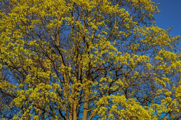 Gracieux Arbres Printemps Minces Avec Feuillage Jaune Doré Lumière Soleil — Photo