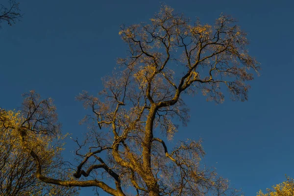 Delgada Elegante Árbol Primavera Con Follaje Amarillo Dorado Luz Del — Foto de Stock