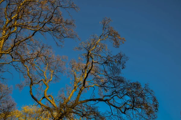 Тонкие Изящные Весенние Деревья Желтой Золотистой Листвы Закате Света Голубом — стоковое фото