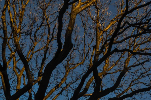 美丽细长的树 枝条波涛汹涌 夕阳西下的金黄色树干 春天里的阴影映衬着蓝天 — 图库照片