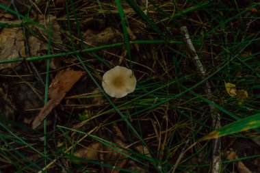 Küçük ince mantar mantarı mantarı yeşil çimenler ve kahverengi yaprakların arasında yetişir.