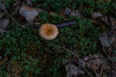 Açık turuncu mantar mantarı yeşil yosun, ot ve kahverengi yaprakların arasında yetişir.