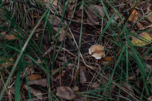 small light thin mushroom toadstool grows in the forest among green grass and brown leaves