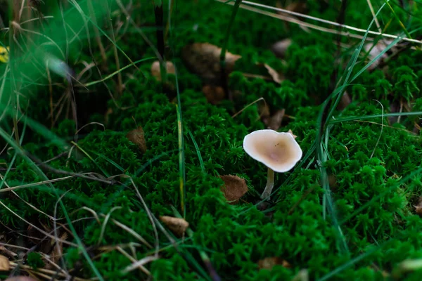 small thin light  mushroom toadstool grows in the forest among green moss, grass and brown leaves