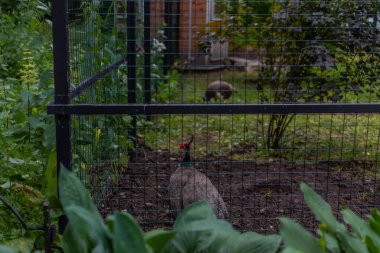 Hücre, kapalı bir orman hayvanat bahçesinin arkasındaki renkli yeşil tropikal tavus kuşları. Hayvanların acımasızca sömürülmesi