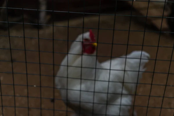 white chicken hen with red tuft in cage behind net cell coop at zoo