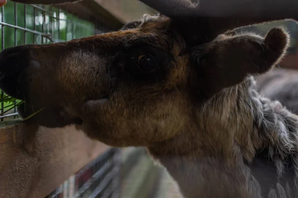 sad brown head muzzle of a deer with antlers behind the zoo cage