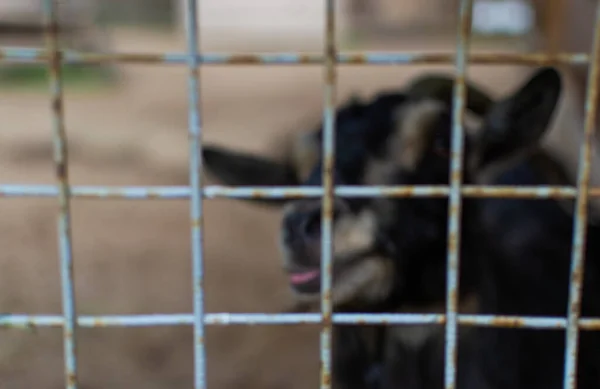 muzzle the face of black goat with curved horns with protruding tongue behind a rusty mesh cell cage in a zoo