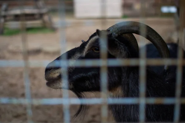 Snuit Gezicht Van Een Zwarte Geit Met Gebogen Hoorns Achter — Stockfoto