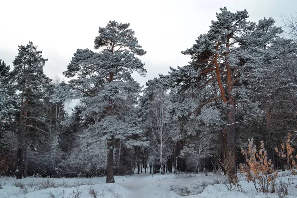 Grandi Pini Rossi Alti Nella Neve Bianca Nella Foresta Fredda — Foto Stock