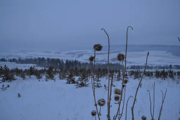 Сухой Цветок Зимнем Фоне Снегу Полевая Долина Холмами Елками Лесу — стоковое фото