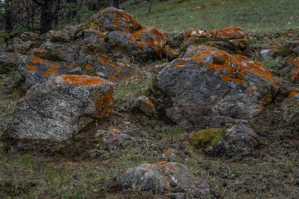 Farbenfrohes Rotes Grobes Moos Auf Grau Strukturierten Steinen Grünen Gras — Stockfoto