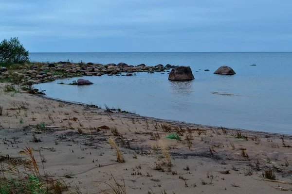 Sandy pebble shore with stones and green grass of blue bay of Ladoga Lake in autumn, with trees on the horizon — Stock Image Sandy Pebble Shore Stones Green Grass Blue Bay Ladoga Lake Stock Photo