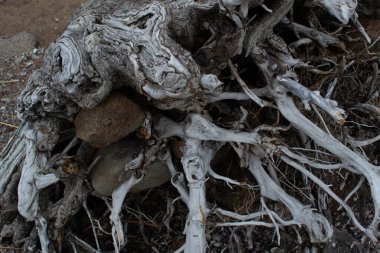 Beyaz gri kuru desenli, kumdan bir arka planda yaşlı ölü bir ağacın karışık kökleri. 