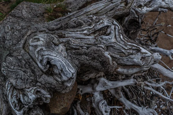 배경으로 나무의 뒤얽힌 회색의 뿌리들 — 스톡 사진