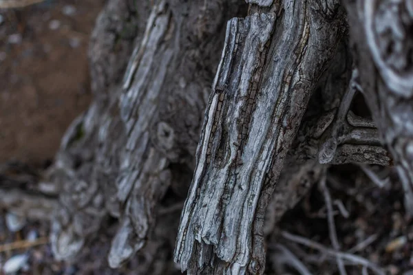 Raizes Torcendo Secas Cinzentas Brancas Árvore Morta Velha Fundo Areia — Fotografia de Stock