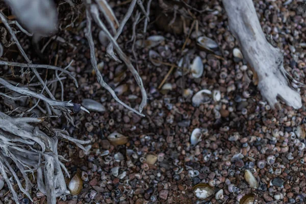 砂の大地を背景に白い灰色の枯れ木の根貝や小石で — ストック写真