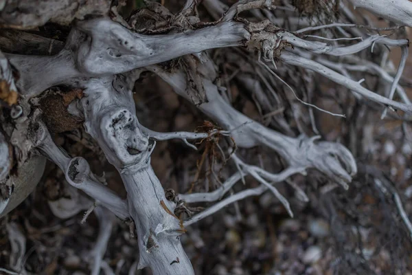 Dry White Gray Twisting Tangled Roots Old Dead Tree Background — Stock Photo, Image