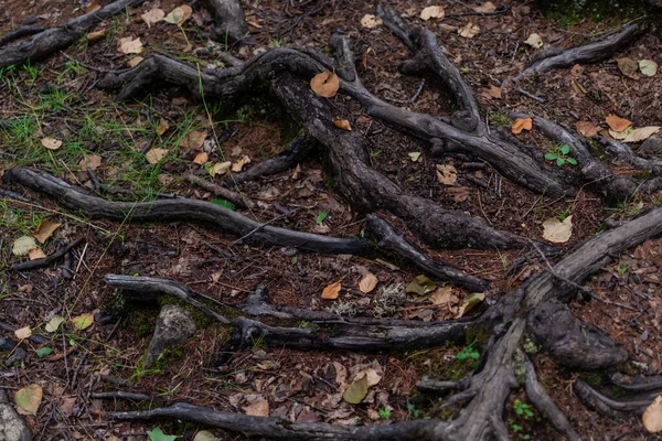 Glanzend Bruin Kronkelige Wortels Van Boom Het Bos Vochtige Grond — Stockfoto