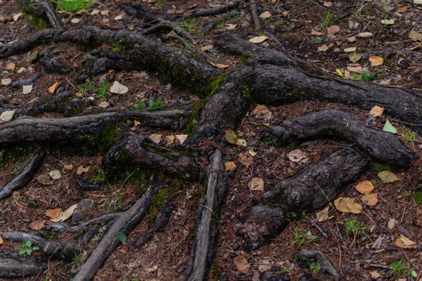 Parlak kıvrımlı kahverengi ağaç kökleri nemli zeminde, sarı kuru sonbahar yaprakları ve yeşil otlarla.