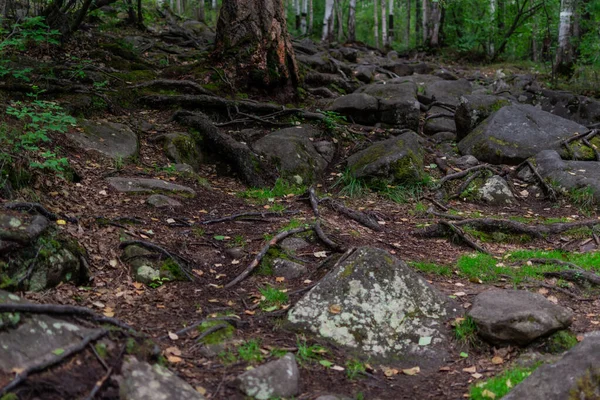 Raíces Árboles Marrones Suelo Del Bosque Marrón Con Piedras Grandes — Foto de Stock