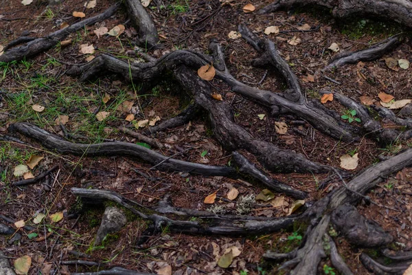 Brun Glänsande Tvinnad Trassliga Rötter Träd Skogen Fuktig Mark Med — Stockfoto