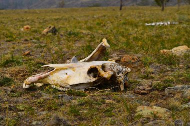 Bir atın kafatasının beyaz, çıplak kemikleri sıcak güneş ışığında, bozkırdaki kuru yeşil çimlerde.