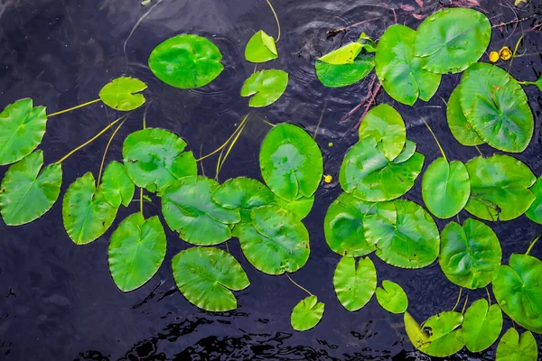 Foglie Verde Brillante Ninfee Con Fiori Gialli Stagno Scuro Con — Foto Stock