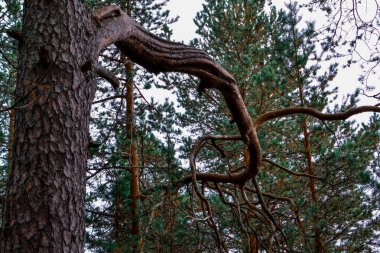 Yeşil ormanın arka planında kozalaklı ağaçların kıvrımlı dalları, ağaç kabukları.