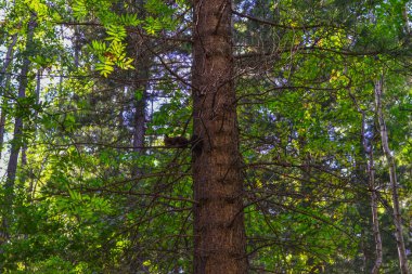 Yaz güneşinde yeşil kozalaklı ağaç dalında küçük turuncu kırmızı sincap.
