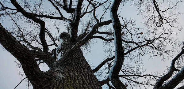 树干上长着雪的光秃秃的有刺的枝条的冬树 多云的黄昏 — 图库照片