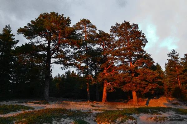 Laranja Vermelho Brilhante Grandes Coníferas Altas Luz Pôr Sol Stand — Fotografia de Stock