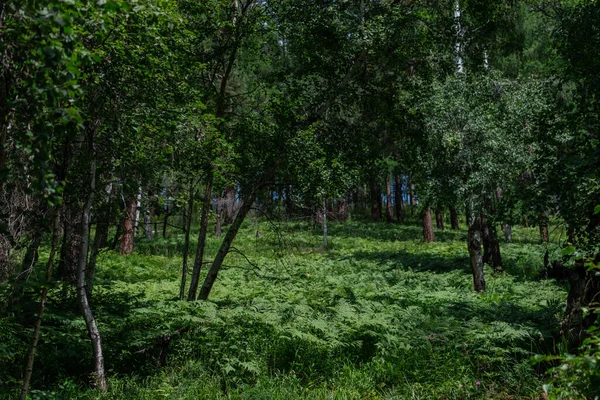 Siyah Çizgili Desenli Yeşil Yapraklı Birçok Ağaç Gövdesi Dağdaki Bir — Stok fotoğraf