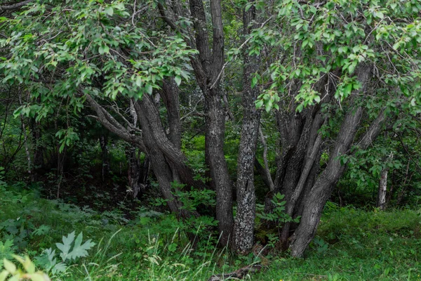 Många Grå Trädstammar Med Mönster Och Ljusgröna Lövverk Står Skog — Stockfoto