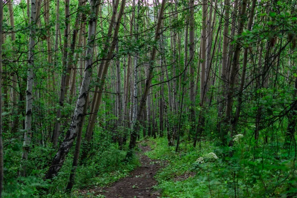 Birçok ağaç gövdesi arasında yol, yeşil bir ormanda huş ağaçları...