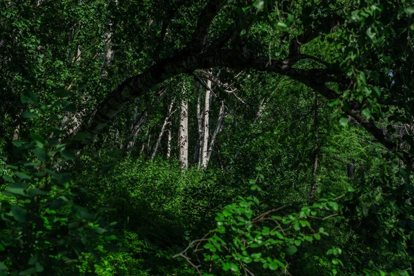 Cennetler Yeşil Ağaçların Gölgeleri Içinde Beyaz Huş Ağaçları — Stok fotoğraf